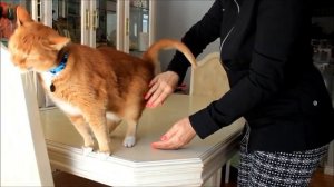 Рэйки для животных (кошек и собак)