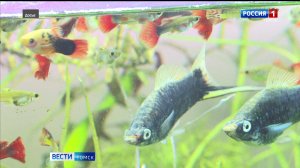 Вести-Томск, выпуск от 06.11.2025 09:30