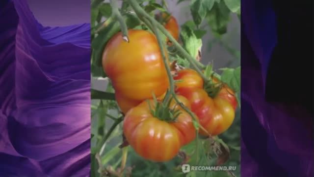 Каталог томатов 2025 года. Часть 17. г. Киров