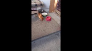 Собака. Кот. Том и Фокс