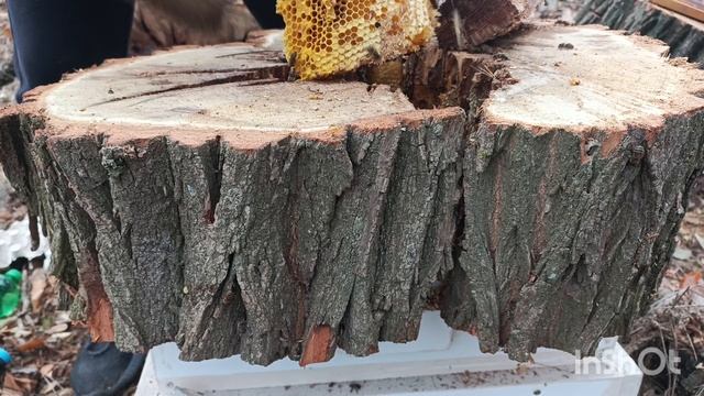 Пчёлы из дупла. смотреть онлайн