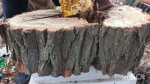 Пчёлы из дупла.