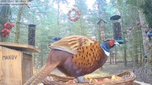 Встреча белочки и фазана в кормушке