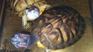 Красноухие черепахи 🐢 утро 06-11-2025