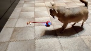 Играю со своей собачкой/Интерактивная игрушка для животных/Развлечения для собачек и кошек.
