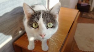 Весёлая Семейка 45 / В гостях у мамы / Разбираю ненужную мебель / Заехали к Тестю Часть2