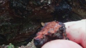 Закамский лес. Чага на березе.