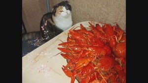 Юмор и позитив.