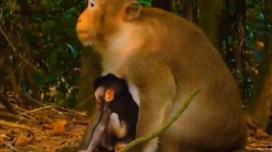 Контролировать процесс кормления  и управлять им макаке помогают несколько техник ... 1000040212.mp4