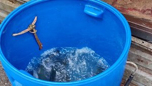 Новая партия Форели 06.11.2025г.