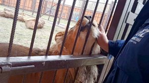 Лев ШЕРХАН и его любимый папа АЛЕКСАНДР.  Смехопанорама, а не обед. (2 выпуск)