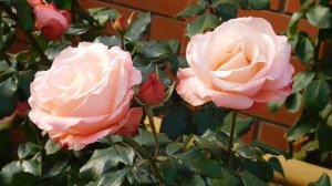 05=11=2025  уни  ПВН   (103)