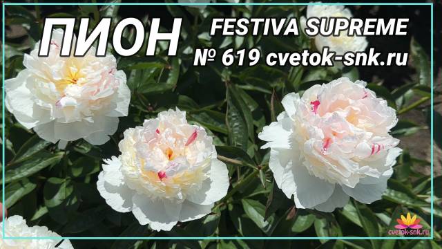 Жемчужно-белый пион Festiva Supreme / Сад Ворошиловой