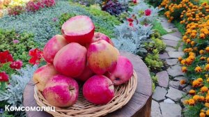 Яблочный натюрморт — 2025 (часть 6). Осенние сорта яблони в условиях Башкирии.