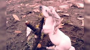 фотосет Ро́кота и Урана