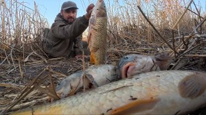 В ЭТИХ КАМЫШАХ ЛЮТЫЙ ЖОР САЗАНА. ЛОВЛЯ САЗАНА НА ЖМЫХ В НОЯБРЕ. Астрахань.