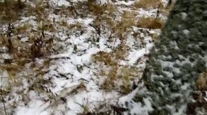 Попилил валёжника.