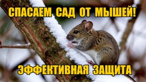 СПАСАЕМ ПЛОДОВЫЕ ДЕРЕВЬЯ!