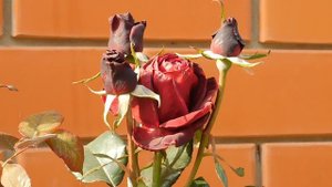 05=11=2025  уни  ПВН   (121)