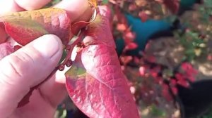 Саженцы голубики Ранние Средние и Поздние сорта Small Gardens