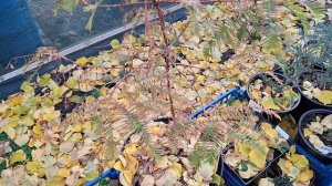 Что привезли из экспедиции,  6 ноября 2025г