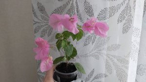 Новинки бугенвиллии удивили!Стеллаж!