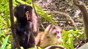 Посмотрите КАКАЯ ПРЕЛЕСТЬ, Анфиса не отходит от Финика принимающего солнечные ванны)