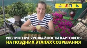 Как увеличить урожай картофеля за счет накопленных в листьях сухих веществ. Сеникация