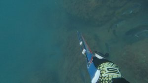 Выбор охотника / Подводная охота