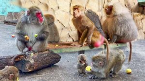 Люся хочет к ЧЕЛОВЕЧЕСКОЙ семье, услышала и ЗОВЁТ, а Елисей ПРОТИВ! Красный Дракон и Сакура. Макаки.