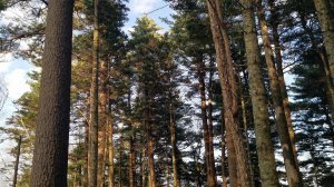 Дальний восток Золотая осень