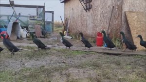 ЖИВЕМ В ДЕРЕВНЕ - Обзор Хозяйства , Последние Новости