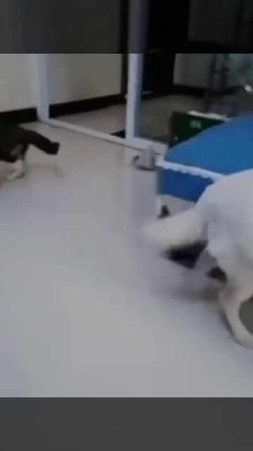 Мама-кошка подумала, что пёс обидел её котенка, но поняла, что ошиблась, и пришла извиниться