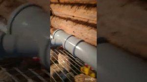 Бункерные кормушки для перепелов без потери корма. Улучшенные бункерные кормушки для перепелов..mp4