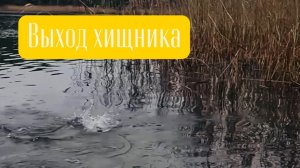 Выход хищника