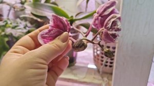 Обзор моих цветущих Орхидей !