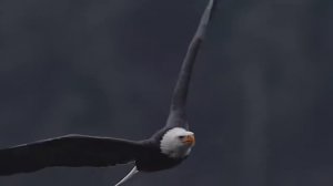 Флешмоб. "Чун лекьер я"