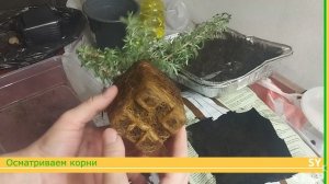 Пересадка розмарина