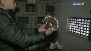 У курганца делом всей жизни стали декоративные голуби