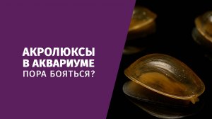 Акролюксы в аквариуме. Нужно ли их бояться