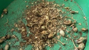 Семена Табака переработка