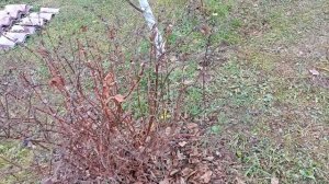 Деревья в саду больше не белю