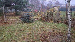 Пожаловалась и нарываюсь на комплимент. Любимые пузыреплодники. Уезжаем