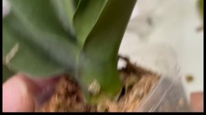 Распаковка посылки с орхидеями уценками