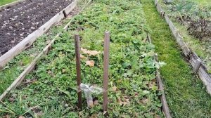 Молодые саженцы яблонь осенью. Защищаем от мышей.