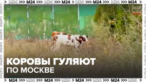 Коров заметили у станции метро "Рассказовка" в Москве - Москва 24