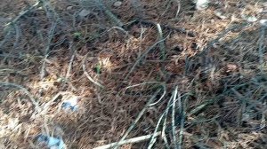 Видио из Рязани.  Прогулка в лес.🍄🟫🍄🟫🍄🟫🌲🌲🌳🪾. 
 Сизон закрыли.