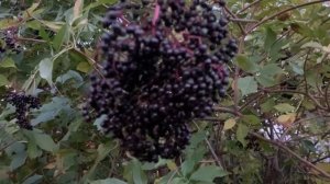 Съедобная красавица