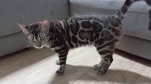 Леди Леопольд