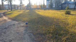 Заливное солнышко